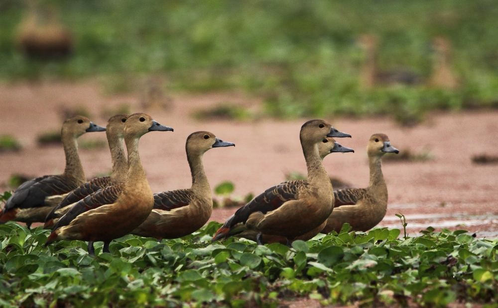 The Group , Nature,  beautiful,  wildlife,  birding,  dslr,  group,  green,  lake