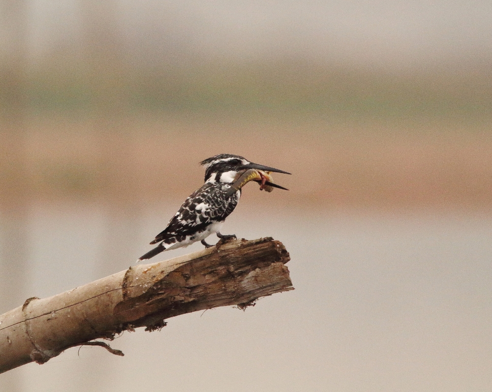 Pied kingfisher with his catch , Birds,  colourful,  beautiful,  nature,  fish,  lake