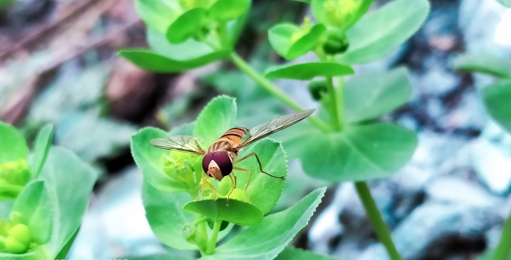 Bee , #insect #photography #nature, 