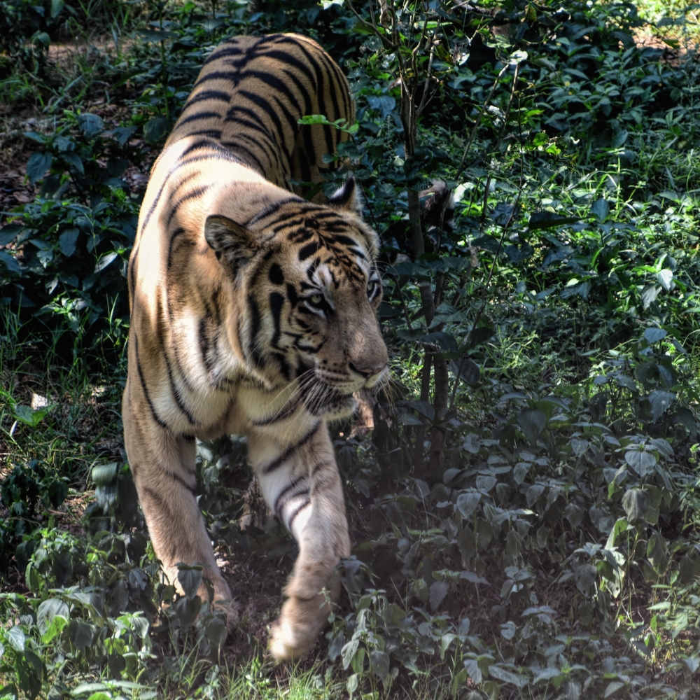 tiger safari, tiger , nandankanan , bhubaneswar, odisha, chameleon , wildlife , HD wallpaper , background, picture, wild animals , Nature Photography, Morning , bubles, at, middle, baby,babyboy,childlove, 