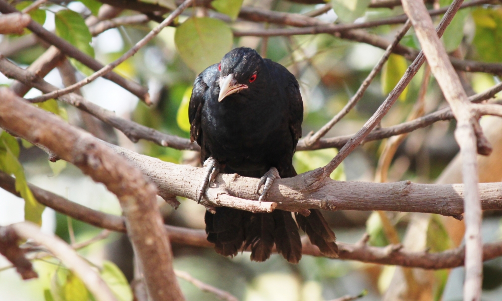 Bird, Bird