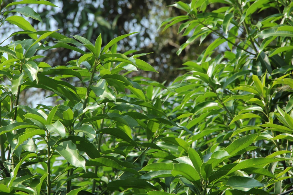 leaves of mango tree, leaves of mango tree, leaves, leaf,mango tree, green tree,tree,nature,landscape,picture,image,