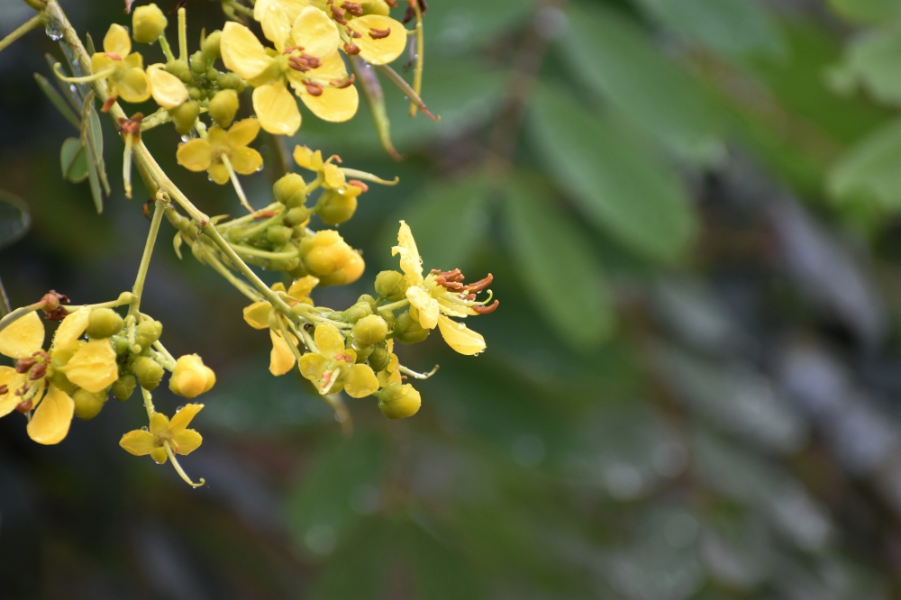 Yellow caesalpinia pulcherrima, peacock flower, yellow, flower, nature, garden, caesalpinia, flower buds