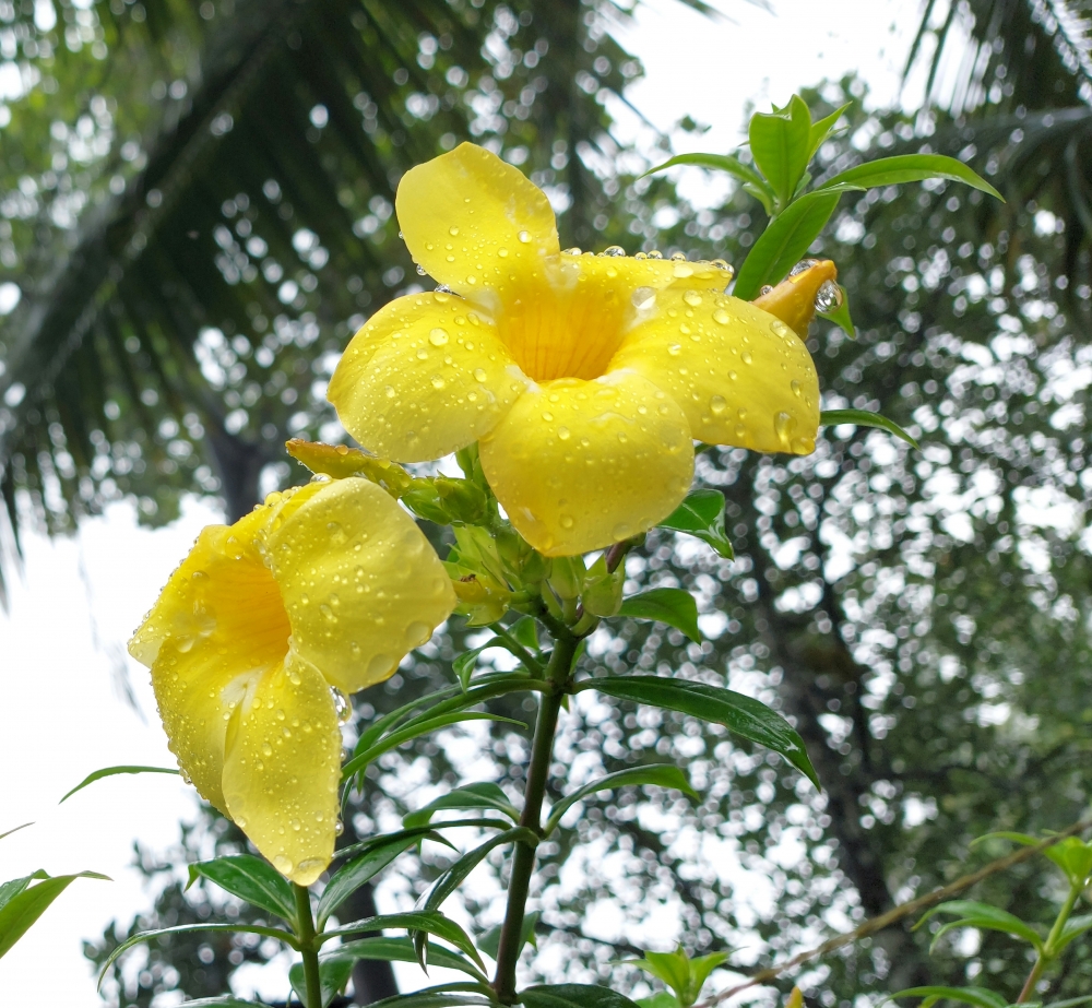 Rain drops on Flower, Rain drops on Flower,flower 