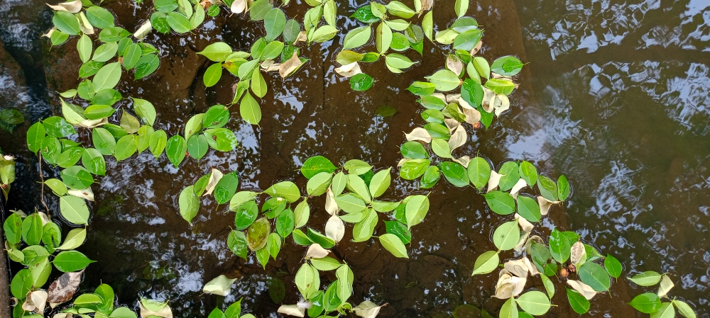 leaves , nature landscape background sunrays hdclicks nikongair lake reflection photos Bastar chhatishgarh sky clouds photooftheday naturephotography, morningrays nature forest jungle munnabaghelphotography kvnp nationalpark bastar kangervalleynationalpark jagdalpur explore landscape gochhatishgarh bastarpicture photooftheday tree green wild Hill, summer tirathgarh waterfall waterfalls indianwaterfall  nationalpark kangervalleynationalpark Raipur CG forest HD wallpaper view kangervalley tirathgarh waterfall waterfalls jungle Bastar Chhattisgarh photosoftheday photo gallery wallpaper view kangervalley instapicture instagood viralpic, #nature #photography #love #instagood #photooftheday #travel #sky #beautiful #art #naturephotography #like #landscape #sunset #photo #picoftheday #instagram #sun #beach #life #winter #sea #fun #cute #clouds #happy #naturelovers #summer #bhfyp, 