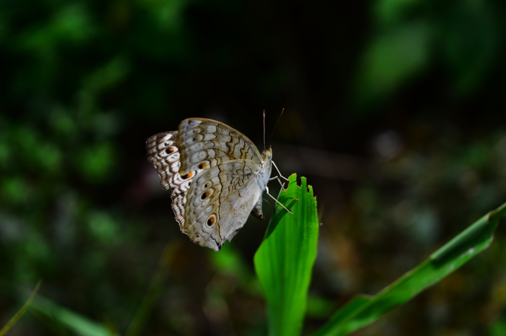 butterfly 4, #wildlife #animal #butterfly 