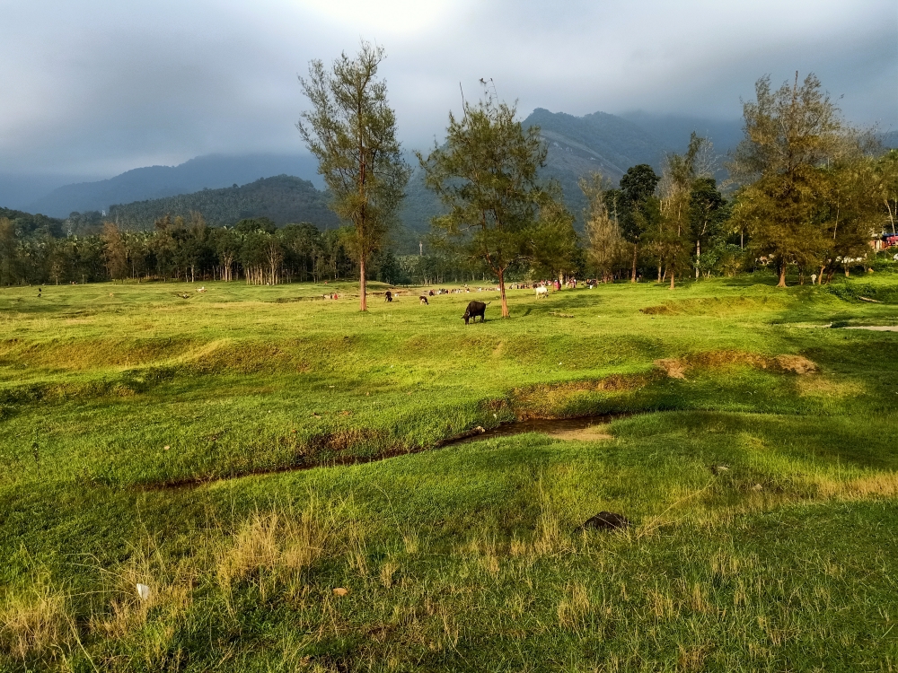 Green nature, Kariyathumpara, Kakkayam,Calicut, Tourism, Green Field, Green, greenery, greens, Trees, Tree, Evening, eve, cow, soil, ground, Photography, Grass, agriculture, mountains, mountain, plant, land, landscape, wallpaper, natural, Nature, green nature, 