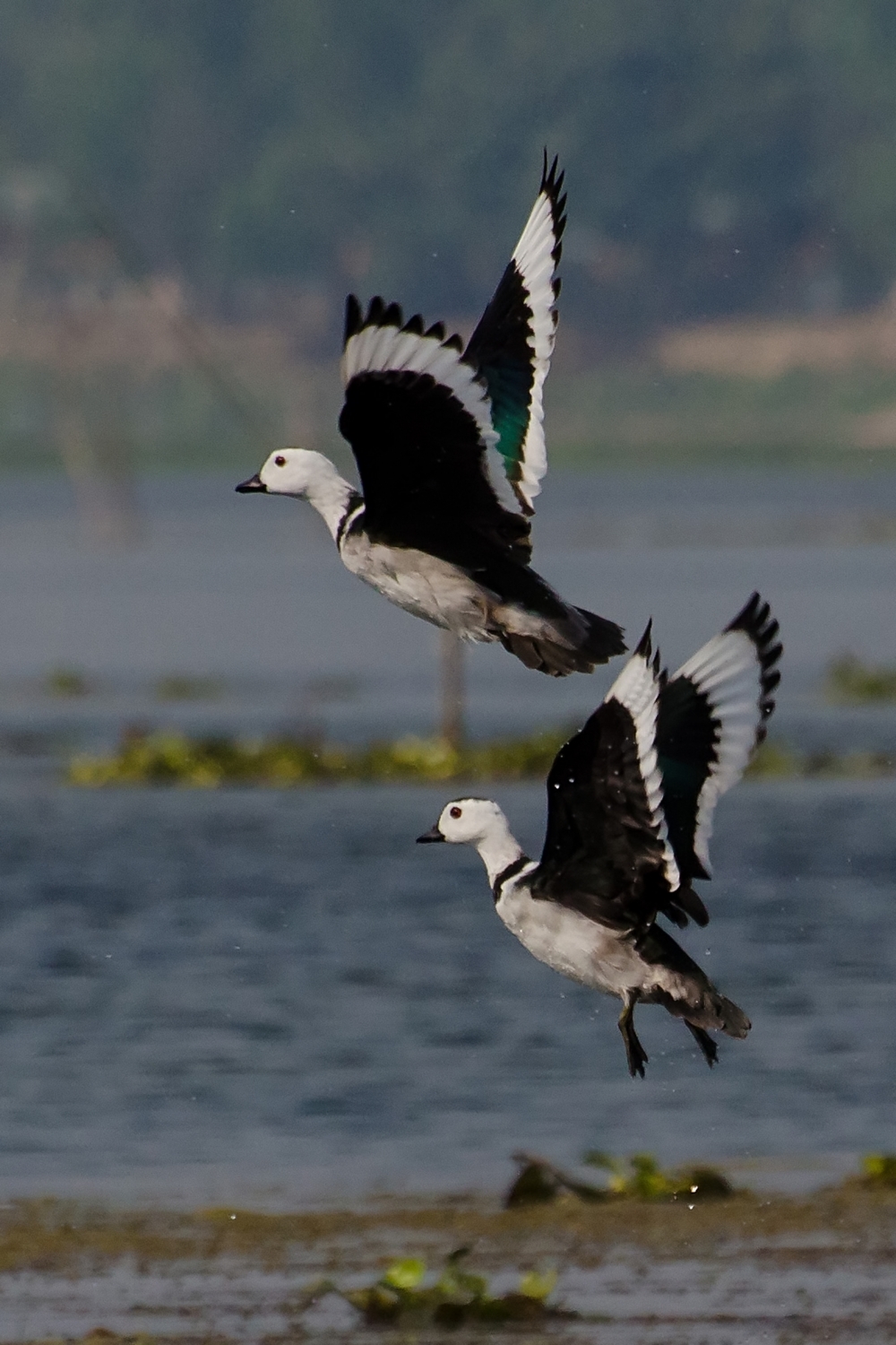 Pause , Fly, flying motion, bird, beautiful bird, WHITE BIRDS, 