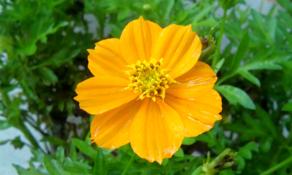 orange flower, flower,flower after rain,orange flower,orange,rain