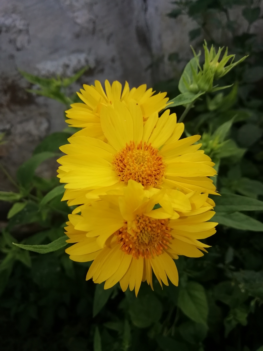 Flowers, One behind the other