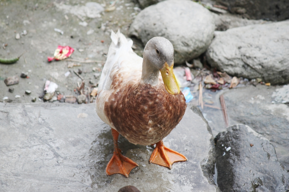 Duck, #duck#birds photography, 