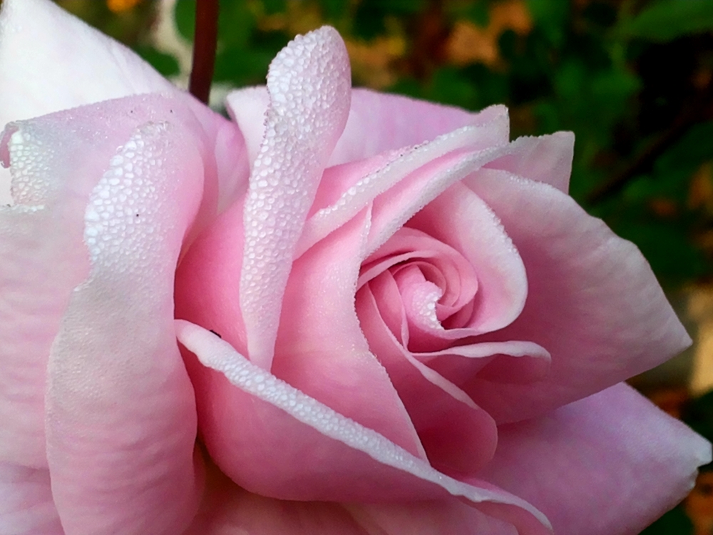 Rose, Rose, Nature, Beauty, Pink, Garden, Assam, Blooming, 
