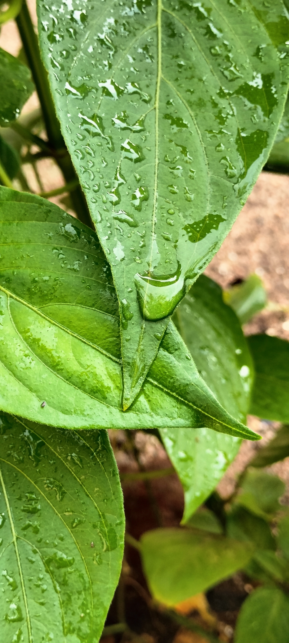 Wet leaf, Nature, natural, Rain, After Rain, Leaf, raindrop, Raindrops, raindrop on leaf, raindrop on flower, raindrop on flower after rain, 