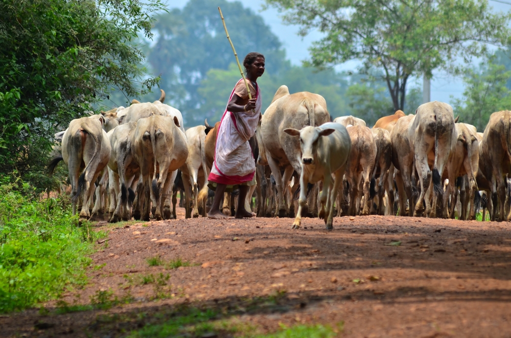Rural daily life, #pgclick.#rural. #village life .