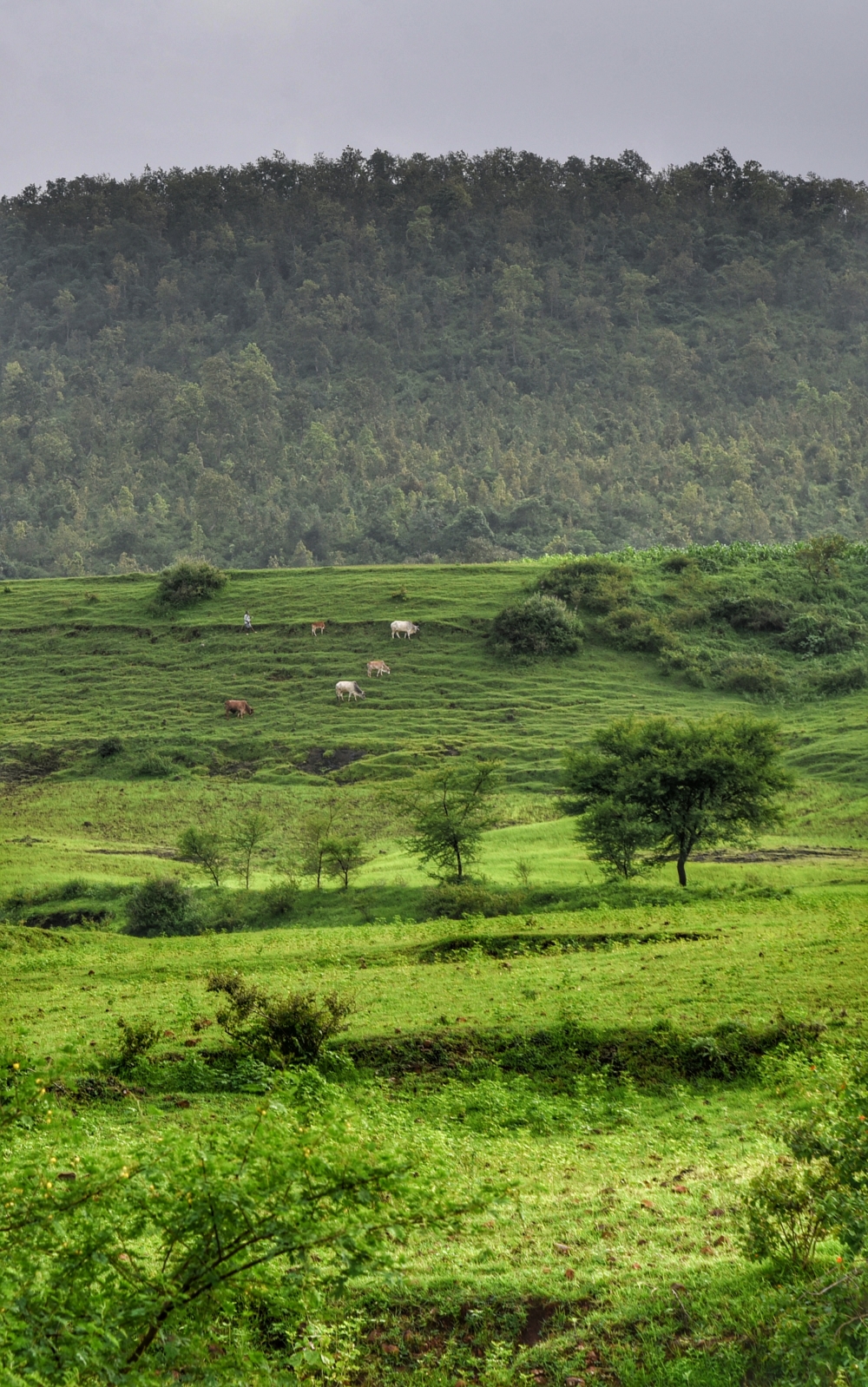 Monsoon effect ❤️ , Chhattisgarh, Madhya Pradesh 