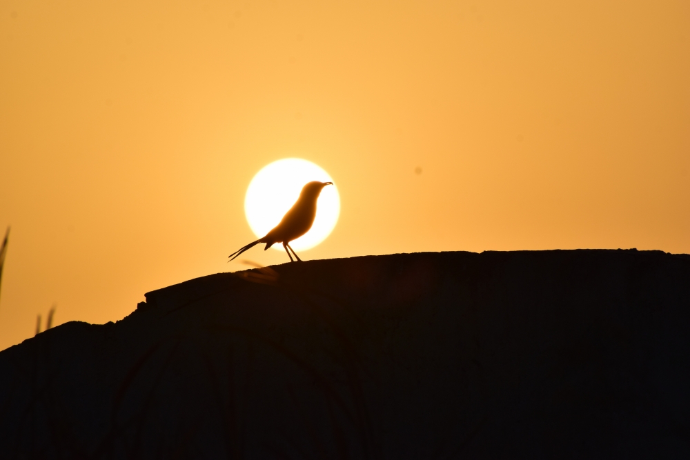 Sunkissed sparrow , , #Nature #background #wallpaper #hdclicks #fullHD#fksayyad @f.k.sayyad, 