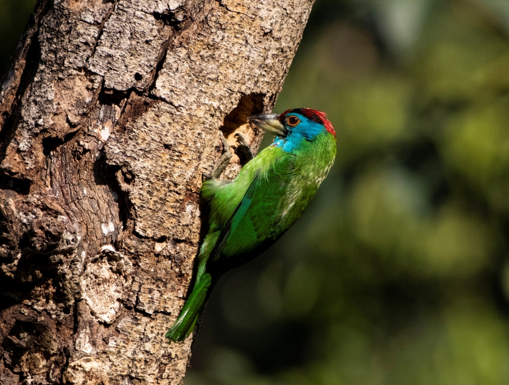 Barbet, Bird in Kolkata, 
