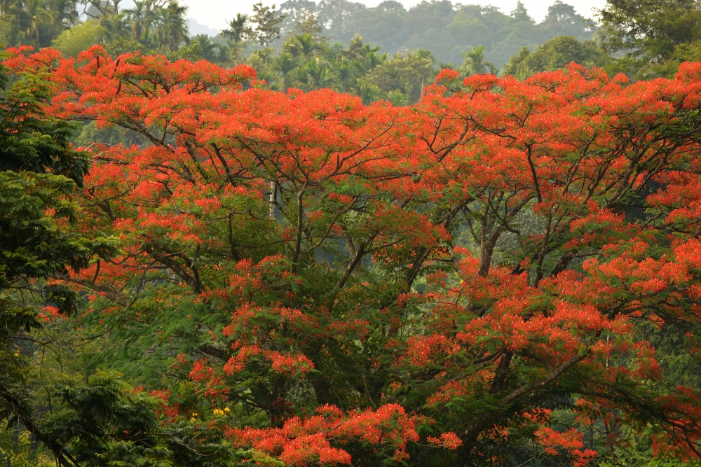 spring, Beauty of season