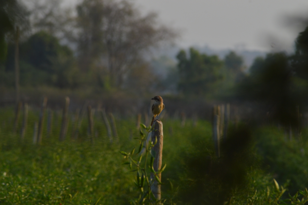 Bird , Bird, #birds #wildlife, 