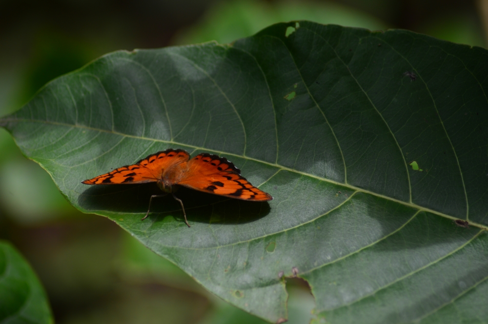 Butterfly , butterfly, 