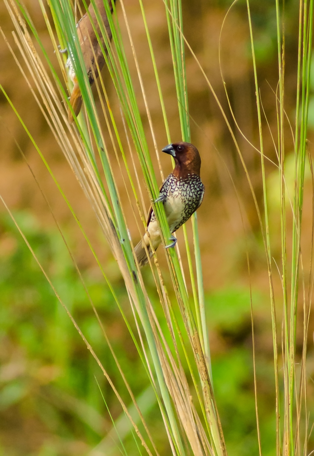 Munia, #birds #wildlife, 