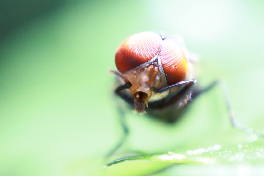 Housefly, @pgclick @wildlife @animals @photography, #canonclick, @canon200d
