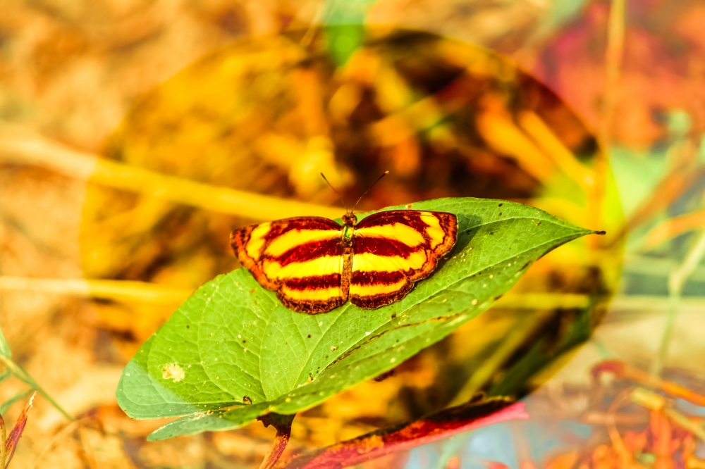 beautiful butterfly, butterfly nature landscape background hdclicks, 