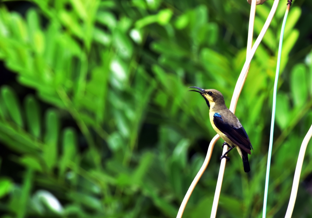 Yellow Hummingbird India , bird, nature, animal, sunbird, hummingbird, yellow bird, branch, tree, wild, colorful, flying, small bird