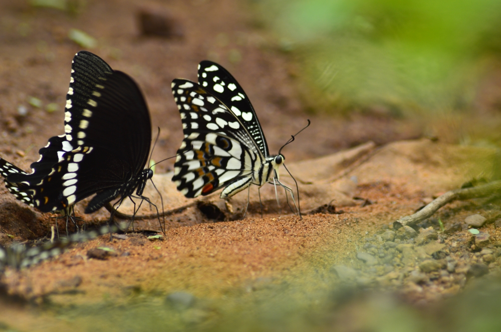 Butterfly , #nature #wallpaper #HD #stock #landscapes# stone#reflection#wild #forest #nationalpark, butterfly nature landscape background hdclicks, 