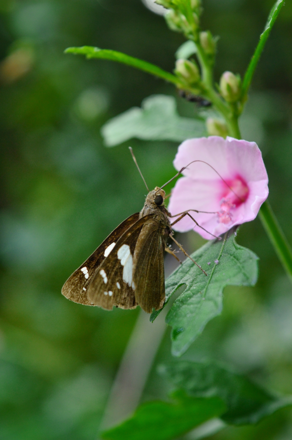 Butterfly, butterfly nature landscape background hdclicks, flawors