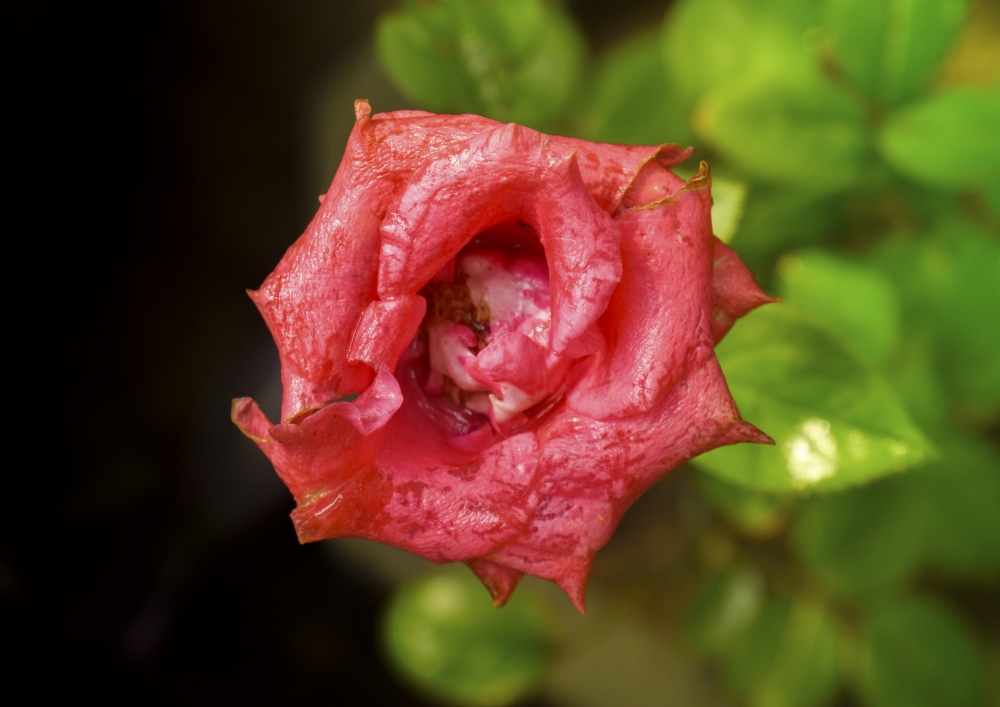 Rose, rose flower, Raindrops, natural, Nature, greenery, 