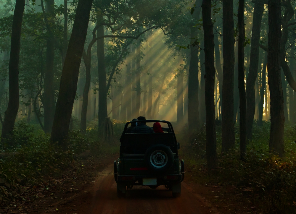 Jungle Safari , nature, landscape, wild, jungle, Forest, junglesafari, jeep, vehicle, tourist, trees, travelling 