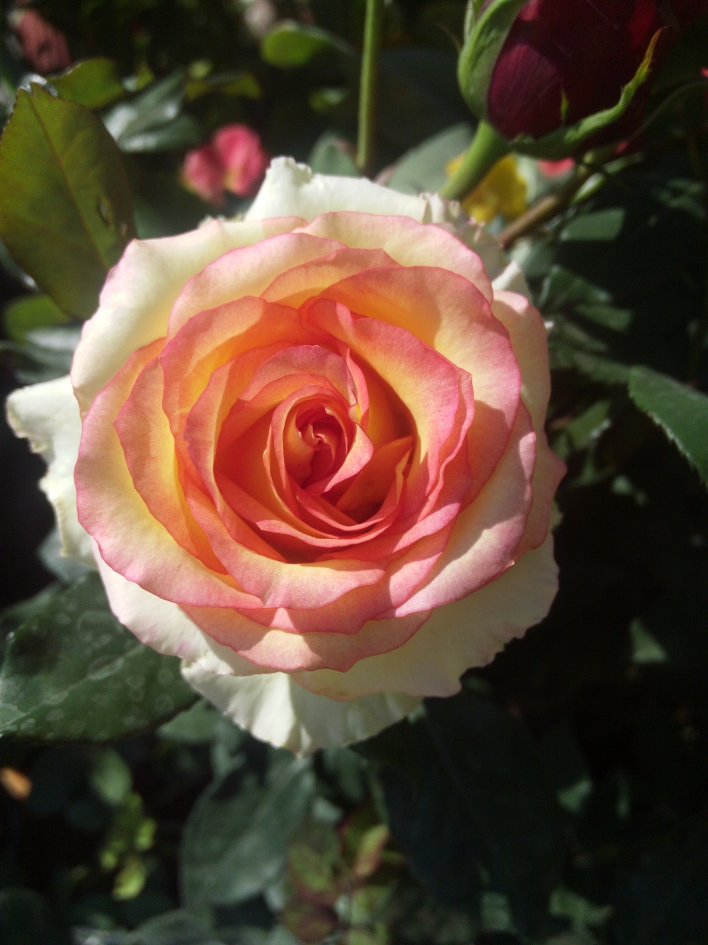 Full bloomed rose, Count my petal rings