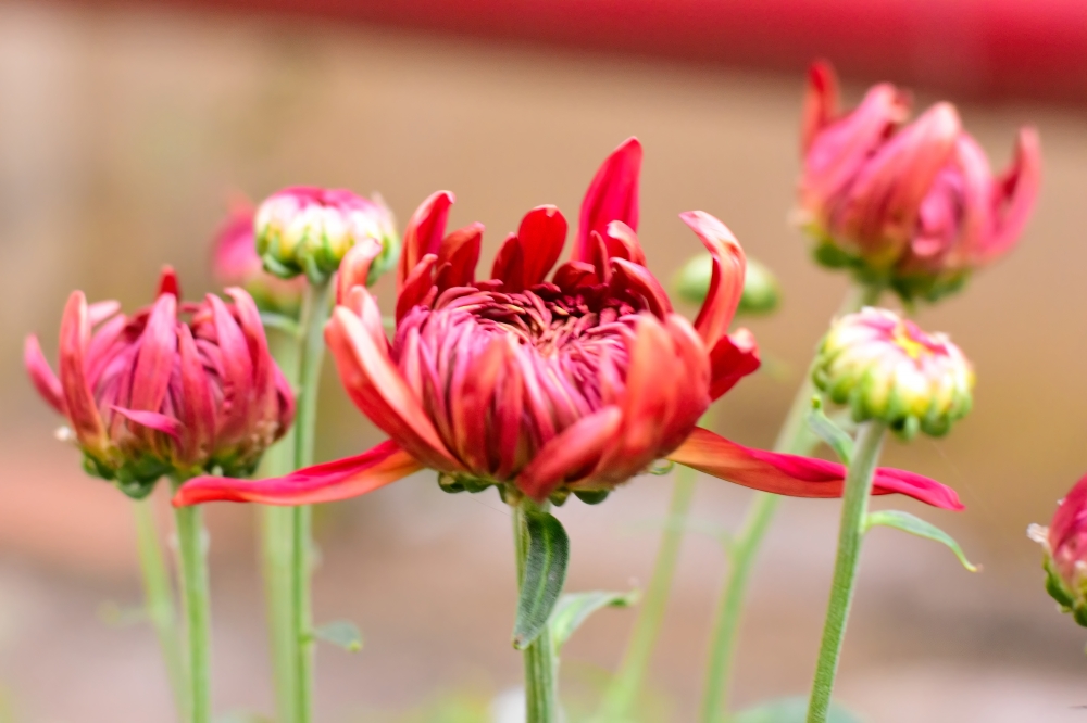 flower, , nature , waterfall , landscape , e beauty , wallpaper , background , picture , ,nature ,photography ,love ,instagood ,photooftheday ,travel ,sky ,beautiful ,art ,naturephotography ,like ,landscape ,sunset ,photo ,picoftheday ,instagram ,sun ,beach ,life ,winter ,sea ,fun ,cute ,clouds ,happy ,naturelovers ,summer ,bhfyp,