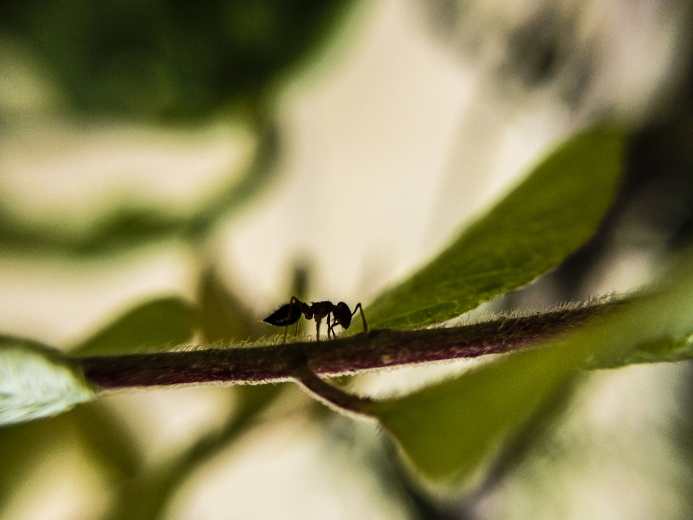 Ant, ant, Macro photography, macro