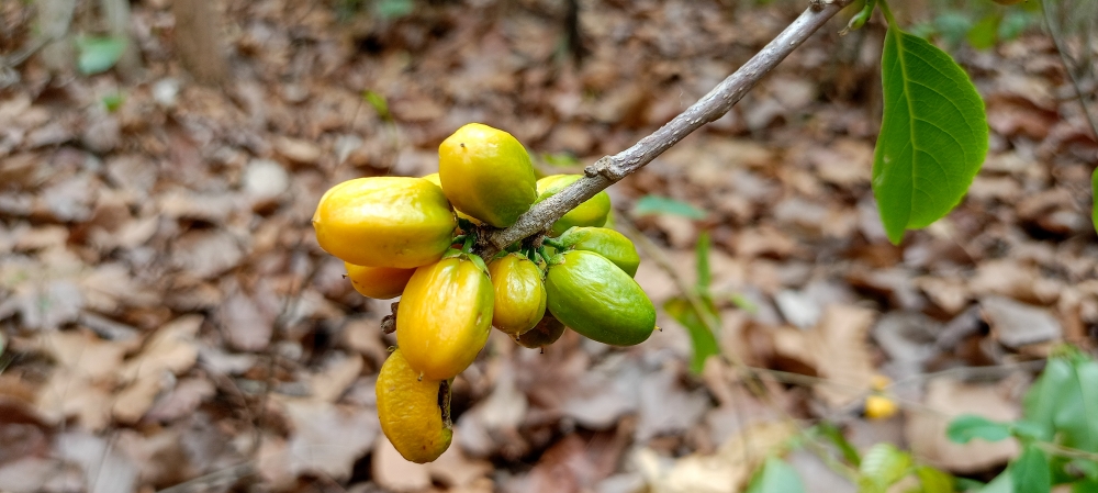 Wild fruit , summer tirathgarh waterfall waterfalls indianwaterfall  nationalpark kangervalleynationalpark Raipur CG forest HD wallpaper view kangervalley tirathgarh waterfall waterfalls jungle Bastar Chhattisgarh photosoftheday photo gallery wallpaper view kangervalley instapicture instagood viralpic, #nature #photography #love #instagood #photooftheday #travel #sky #beautiful #art #naturephotography #like #landscape #sunset #photo #picoftheday #instagram #sun #beach #life #winter #sea #fun #cute #clouds #happy #naturelovers #summer #bhfyp, nature landscape background hdclicks fishing wallpaper people stock Fisherman photos photooftheday Bastar kangervalleynationalpark kvnp nationalpark naturephotography Munnabaghel_photography, 