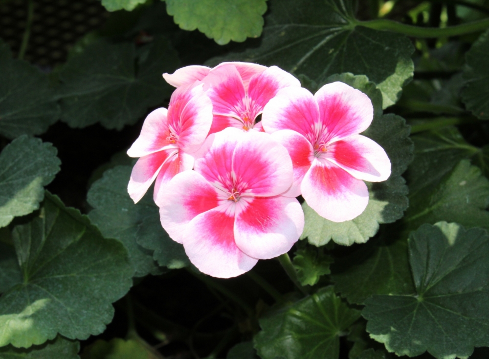 Bunch of flowers, Close up, 