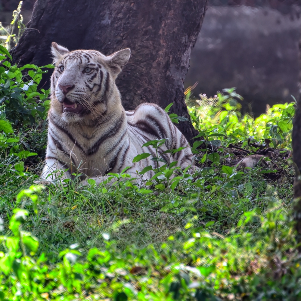 king, tiger , nandankanan , bhubaneswar, jungle, road, nature, odisha, selfie ,photo ,man ,phone ,black_and_white, white tiger
