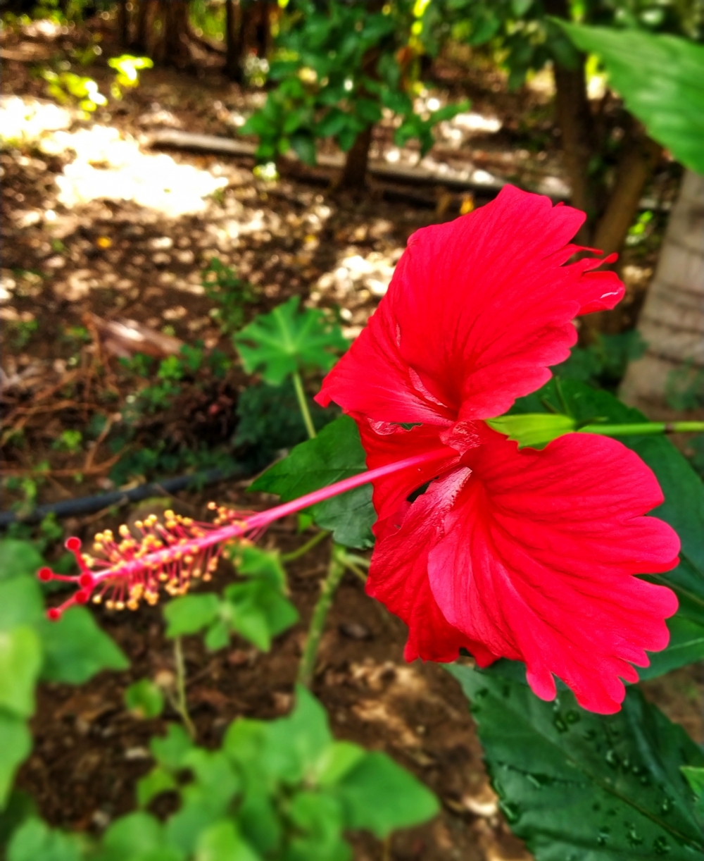 Red flower, #Nature #background #wallpaper #hdclicks #fullHD#fksayyad @f.k.sayyad, 