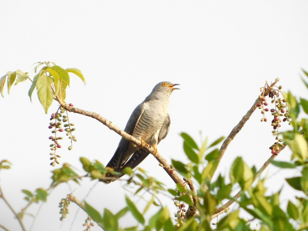 Bird , Umesh Singh photography 