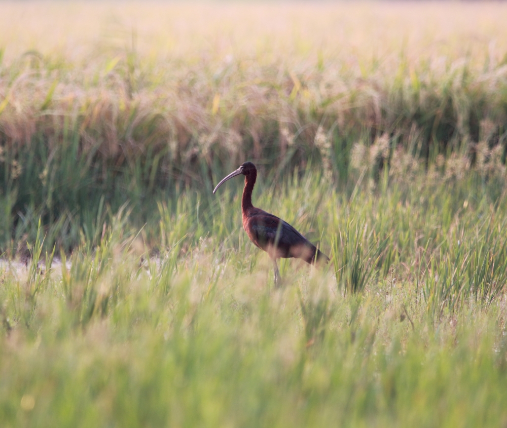 Glossy Ibis , Ibis,  colourful,  nature,  beautiful,  green,  