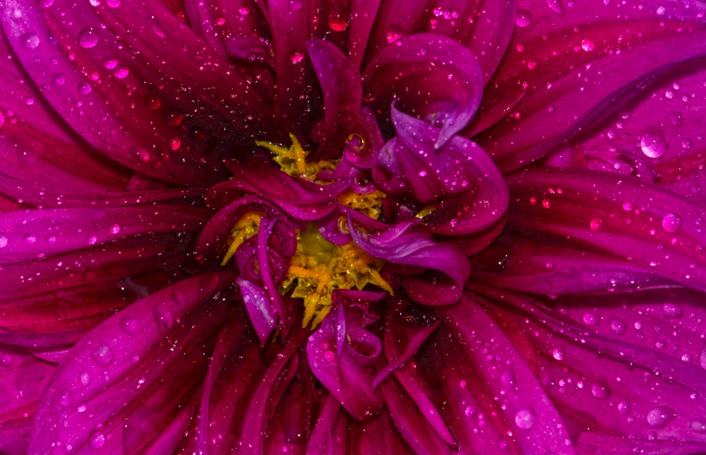 Close-up of flower, Flower, Purple Flower, colorful, Closeup, Closeup, Macro photography, Nature, Leaf & Petal, water drop, water drop, 