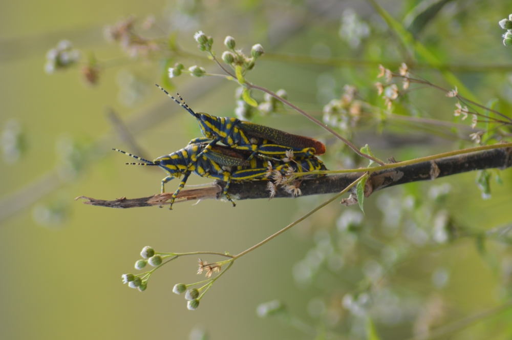 painted grasshopper, paintedgrasshopper wildlife bastar Nikon d3200 nikongear munnabaghelphotogaphy