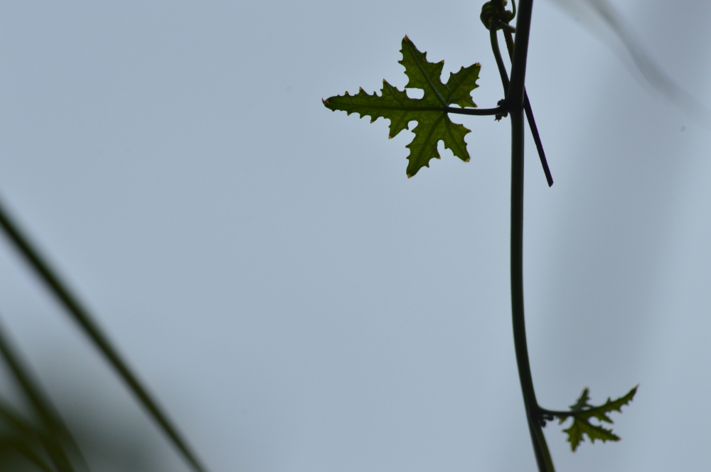 Leaf, Background, Green leafs, Leaf, wallpaper, Close up, passion fruit plant, calicut, 