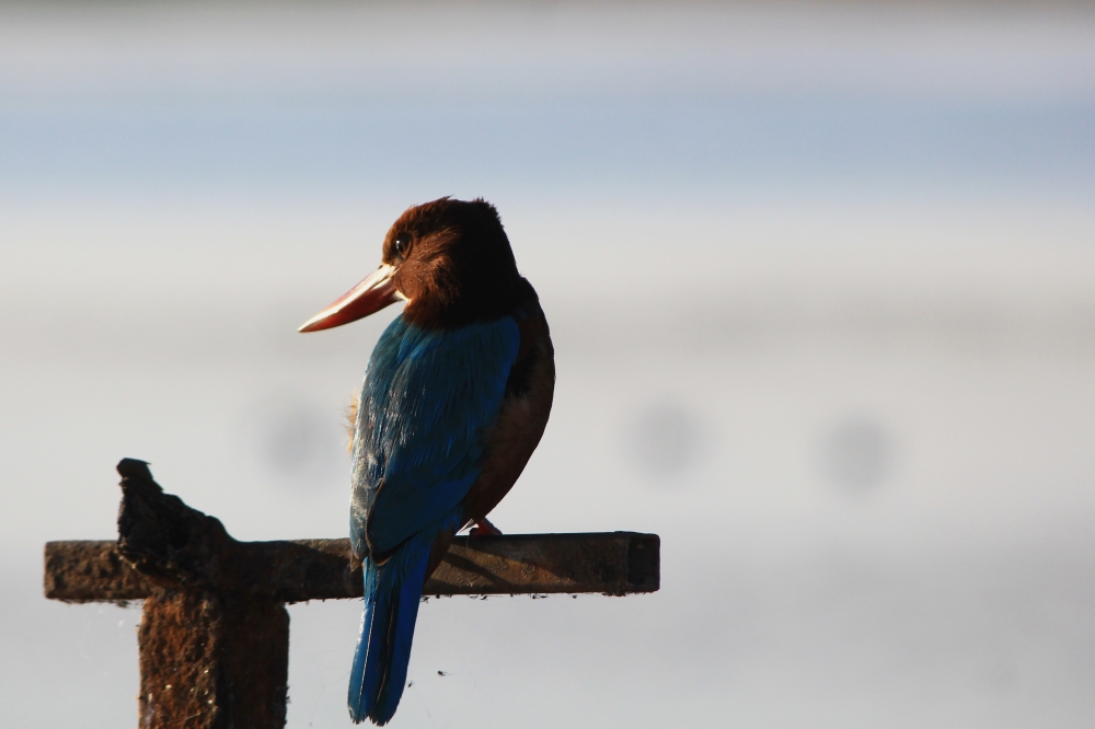 Birds in a forest, Beautiful, colorful, cute, natural, green, forest, white, brown, blue, red, sky, sea, 