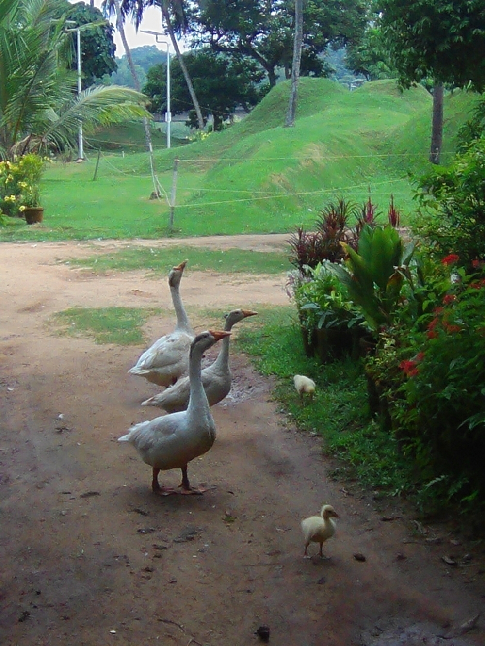 Love, #birds #wildlife, #Nature #background #wallpaper #hdclicks #fullHD#fksayyad @f.k.sayyad, #vintage #baground #photoframe #travel, #nature #photography #love #instagood #photooftheday #travel #sky #beautiful #art #naturephotography #like #landscape #sunset #photo #picoftheday #instagram #sun #beach #life #winter #sea #fun #cute #clouds #happy #naturelovers #summer # temple #bulding, 