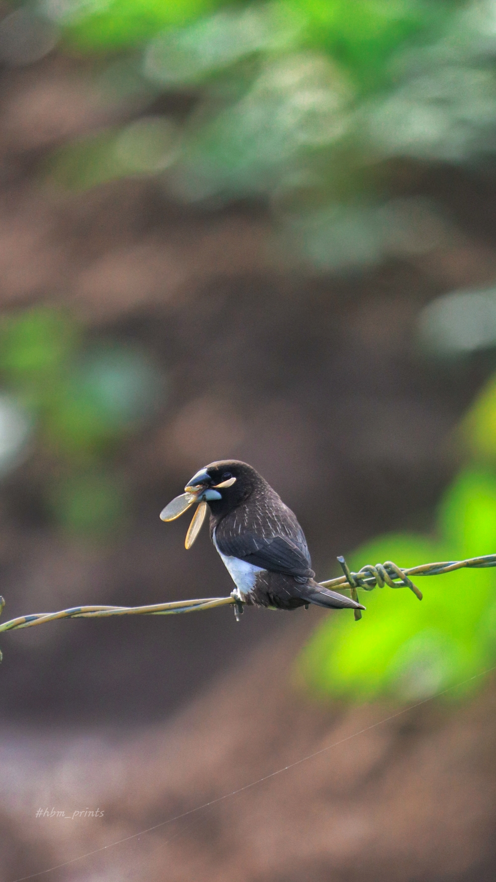 Fooding, White Rumped Munia, BIRDS SEARCHING FOR FEEDING, Birds of India, birds of kerala