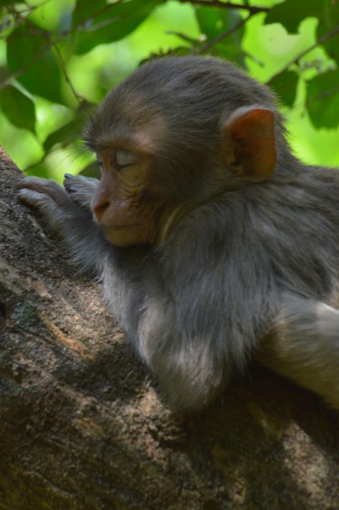 Monkey , #Monkey #wildlife #nature, 