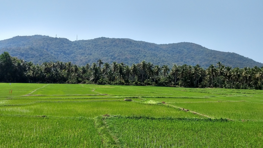 Rice field, Green Field