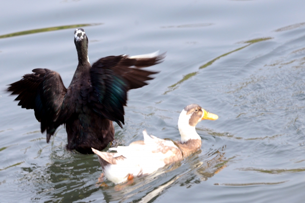 wings, #duck#birds photography, 